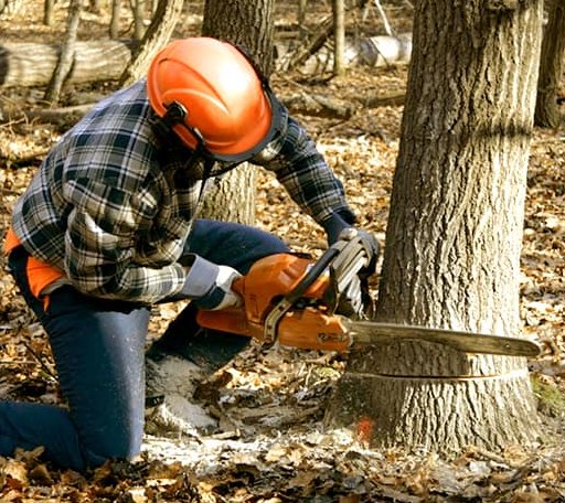 Tree Removal in Hughesville, MD